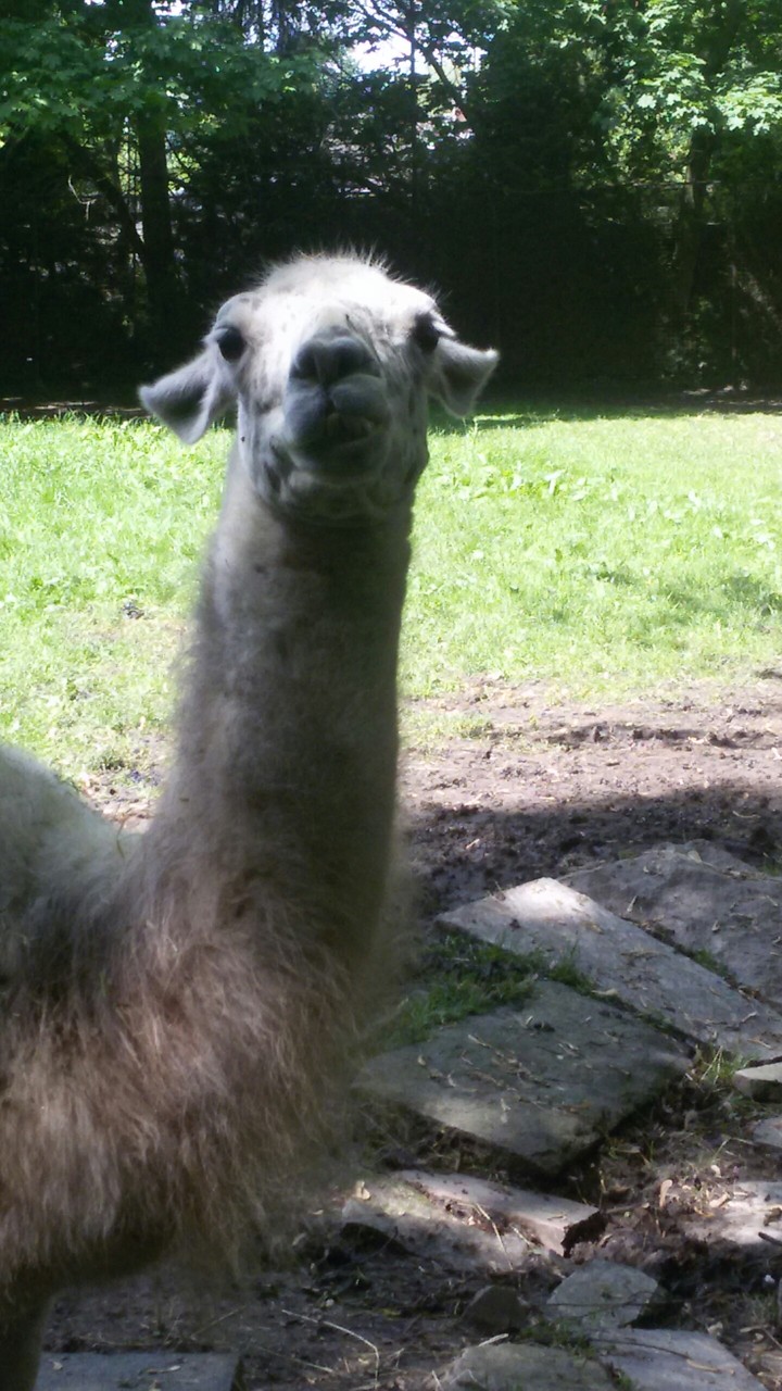 A Lama is spitting on me
