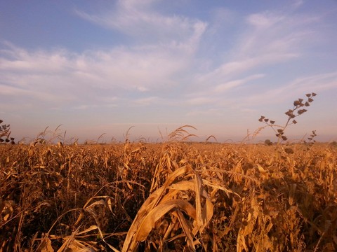 Corn