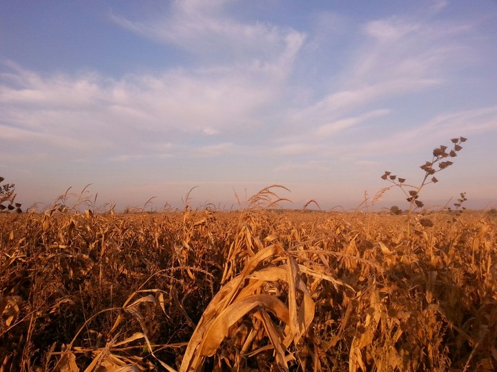 Corn