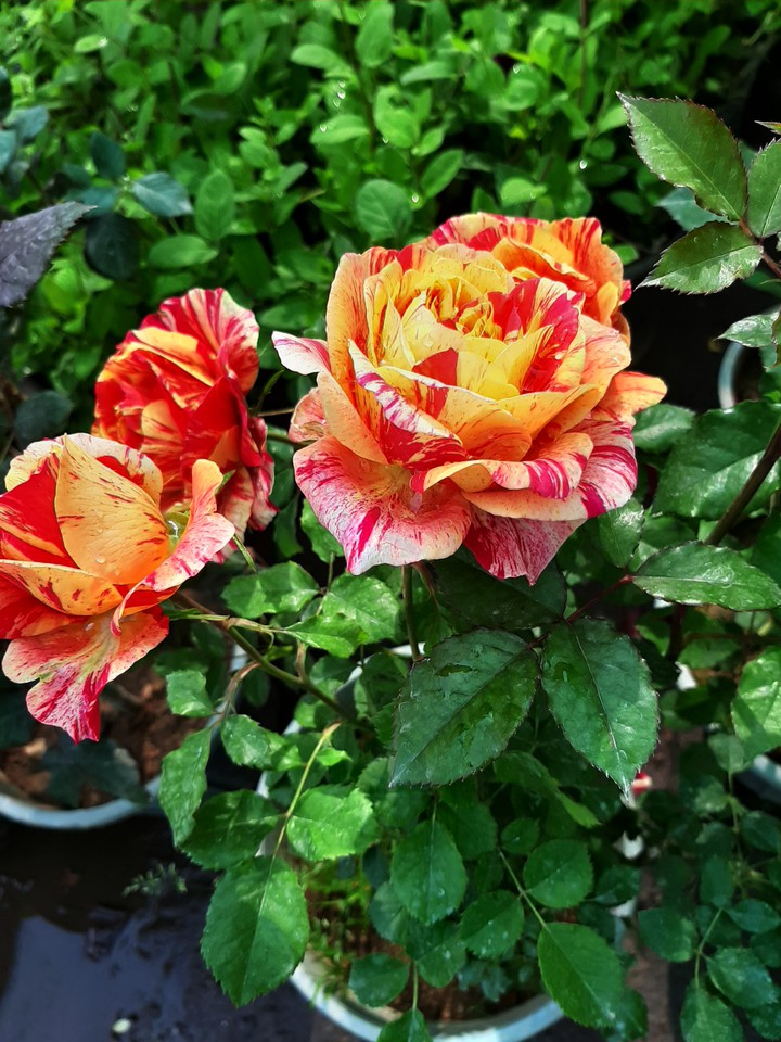 beautiful flowers