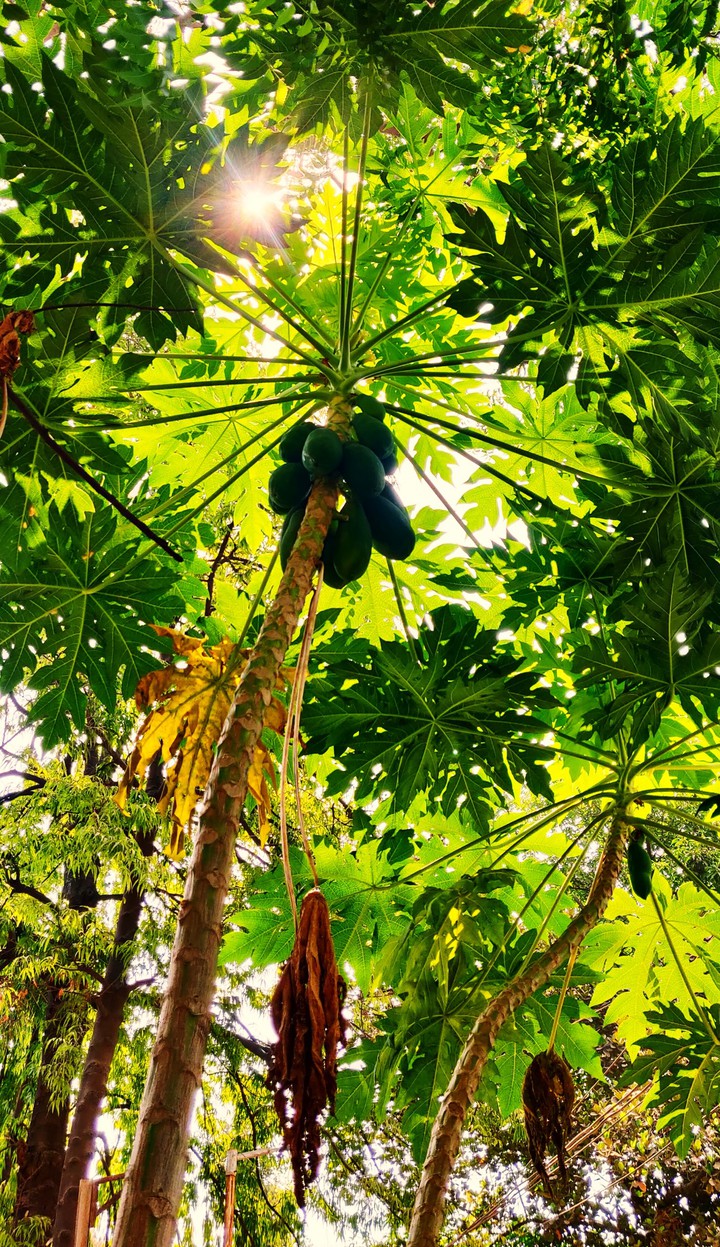 papaya tree