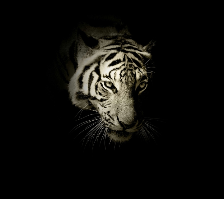 tiger