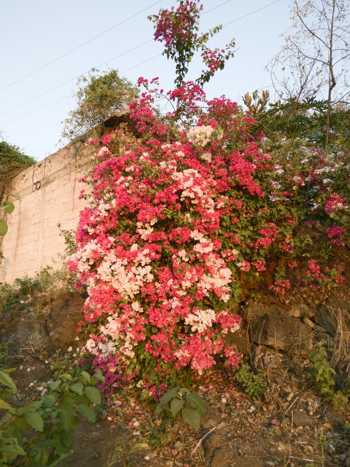 Floresta