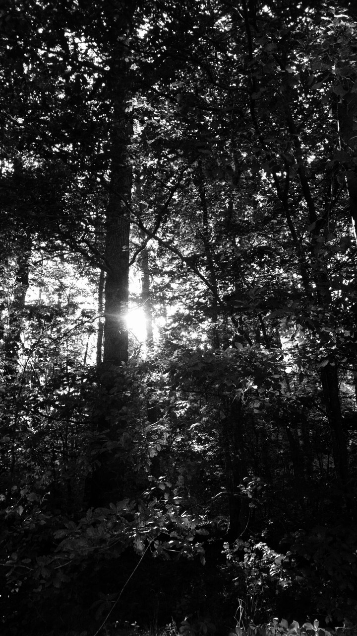 Trees and nature