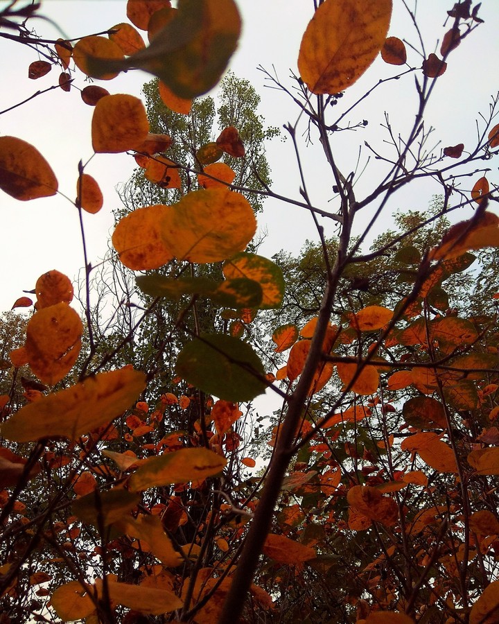 leaves