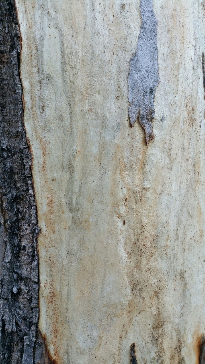 eucalypt bark