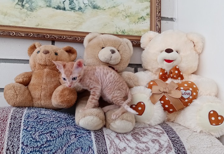 3 медведя и Рыжик.