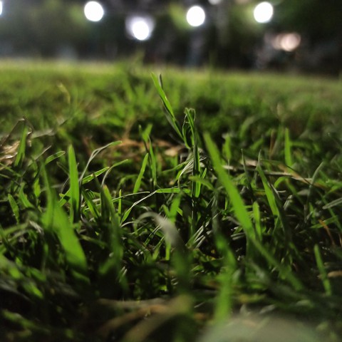 grass