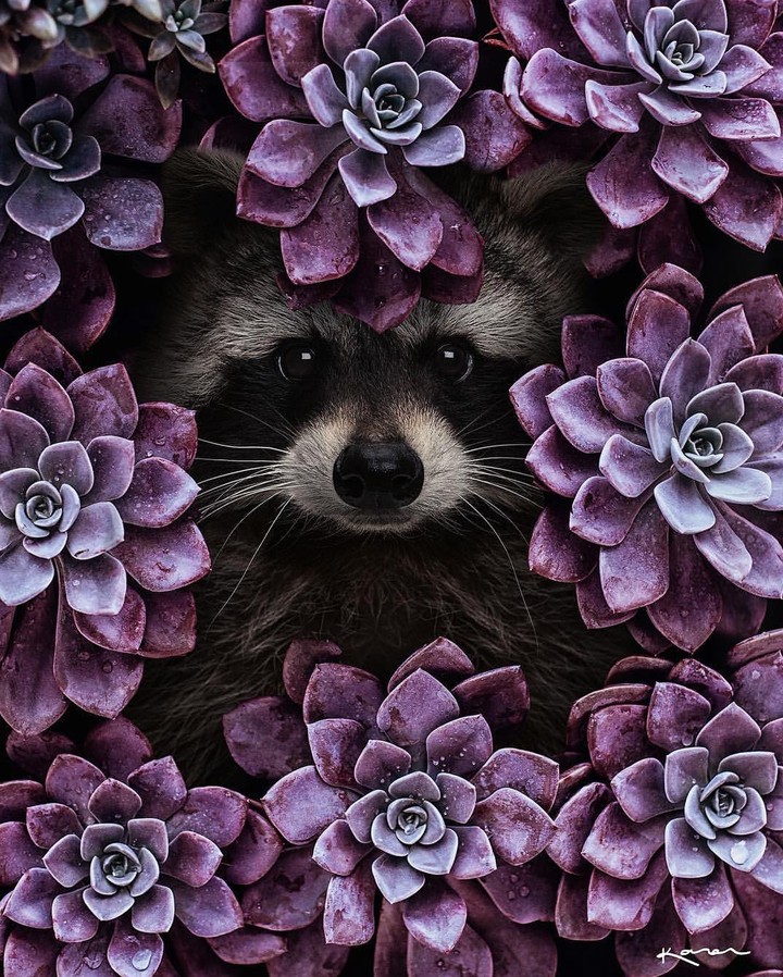raccon