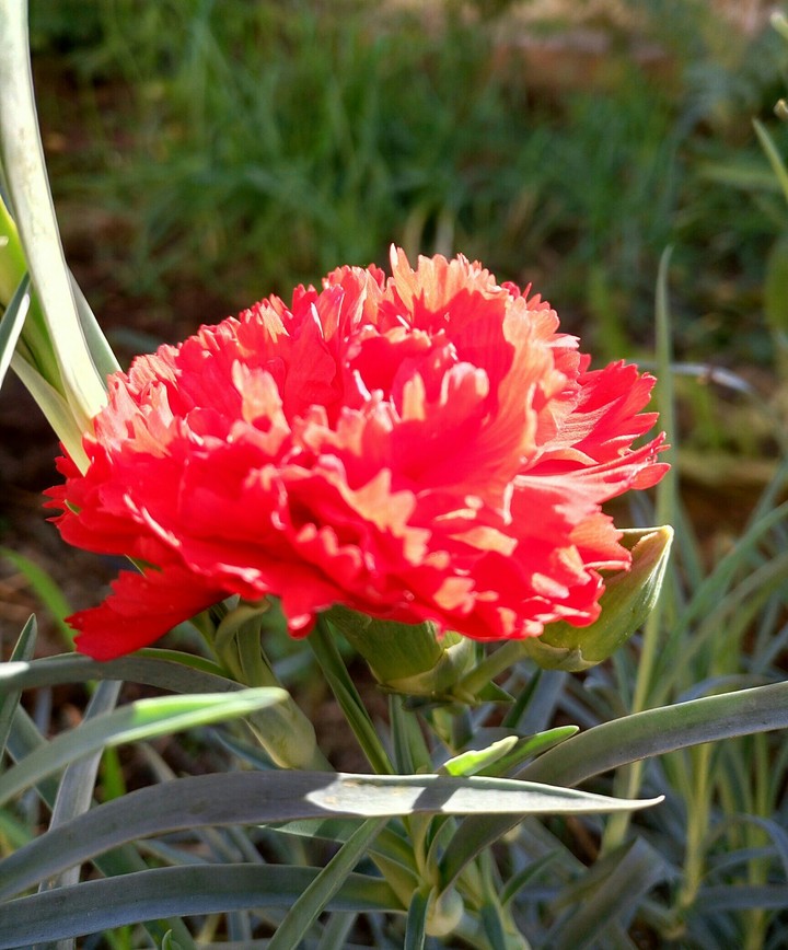 flower
