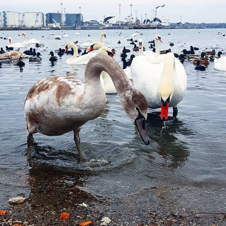 swans