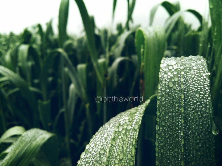 droplets on plantS