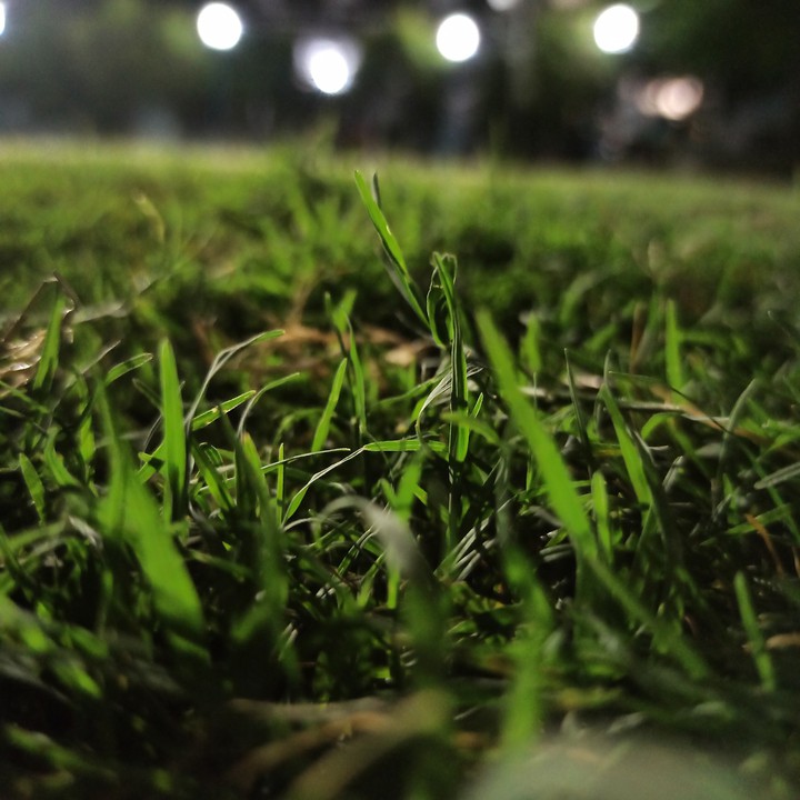 grass