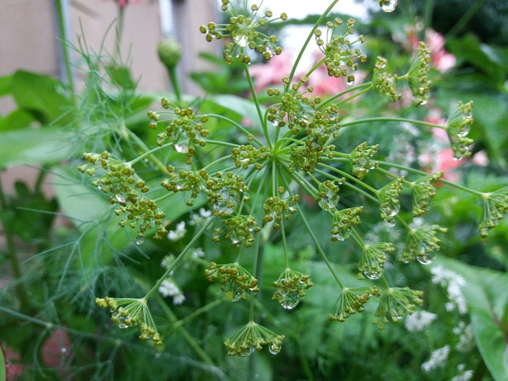 Morning rain