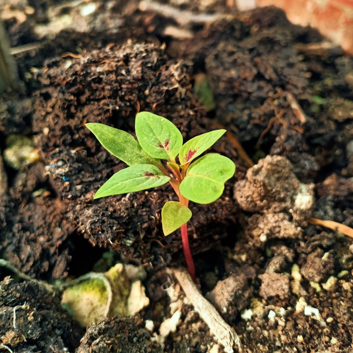 plant