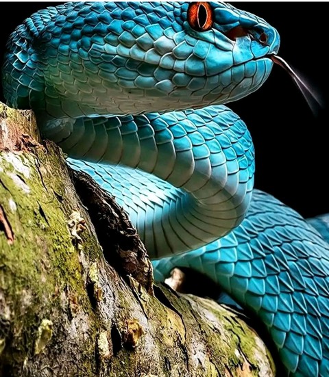 Blue Sneak