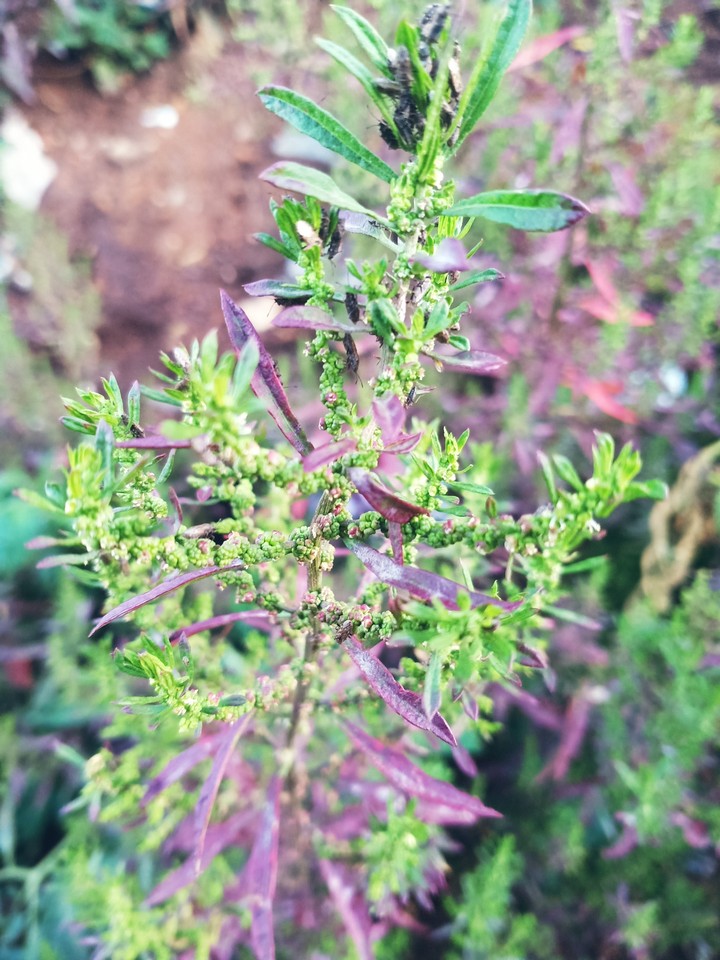 flower