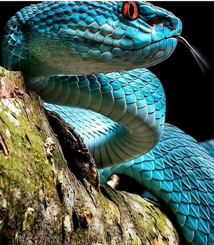 Blue Sneak