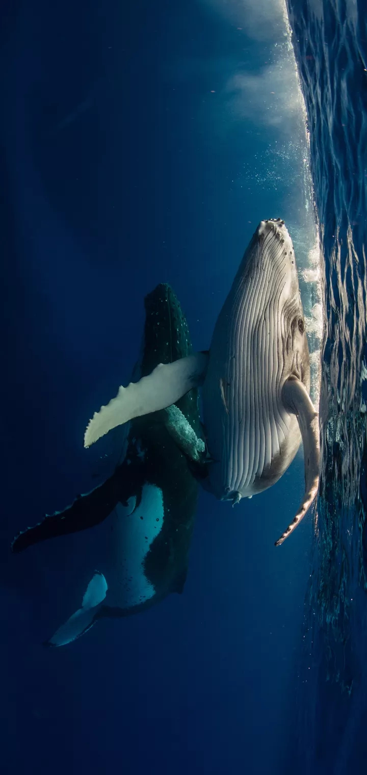 gentle whale