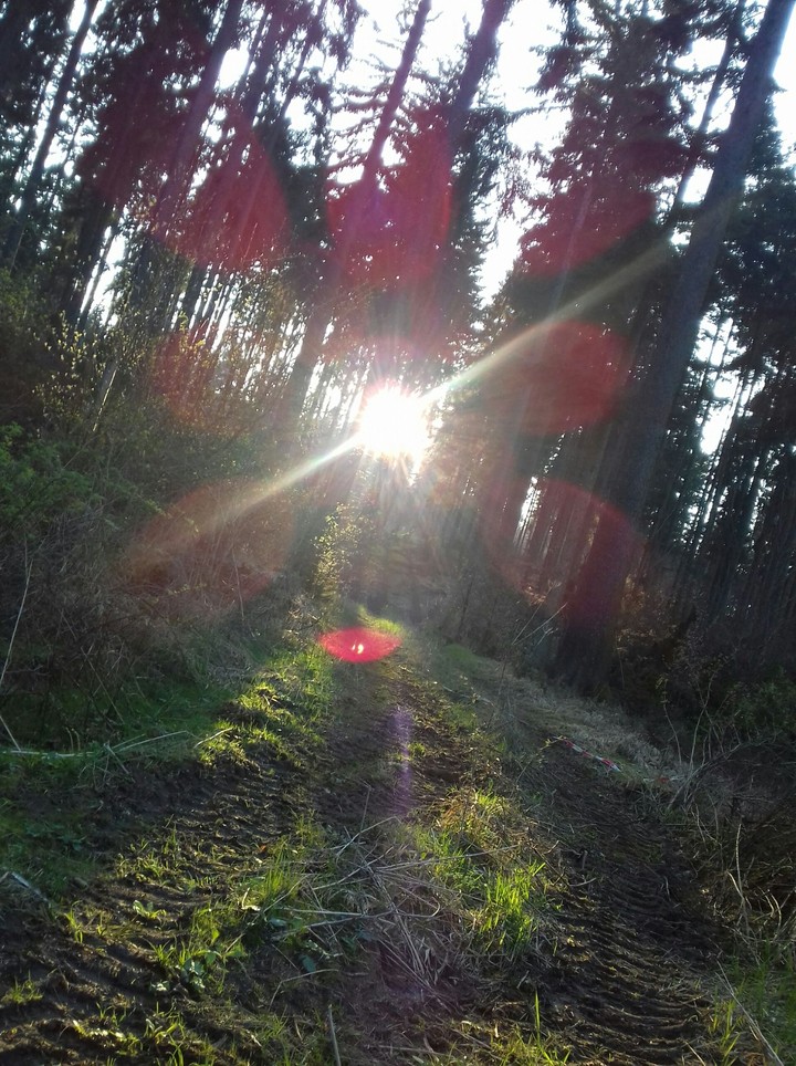 forest