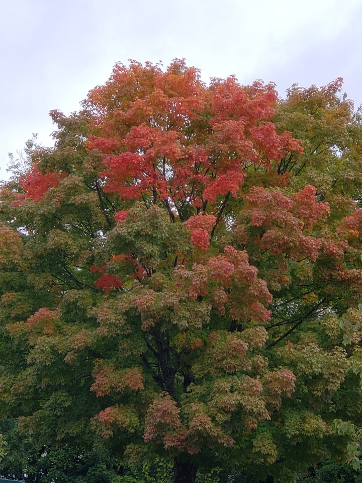 fall