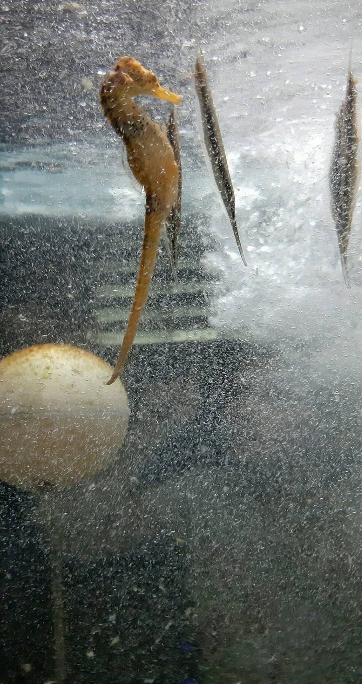 Istanbul aquarium