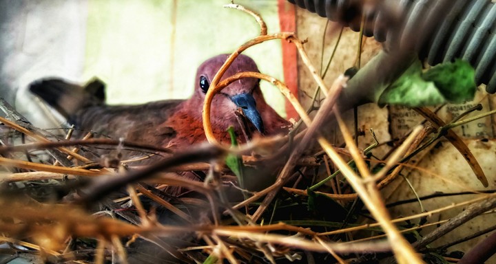 calm bird dove