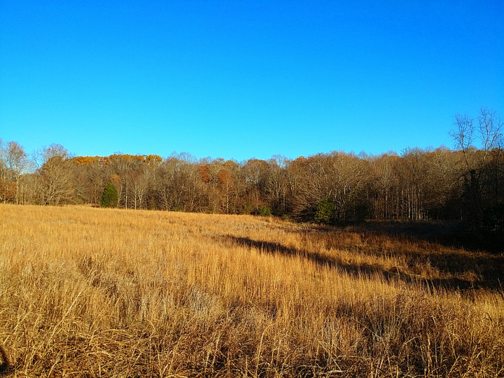 Field