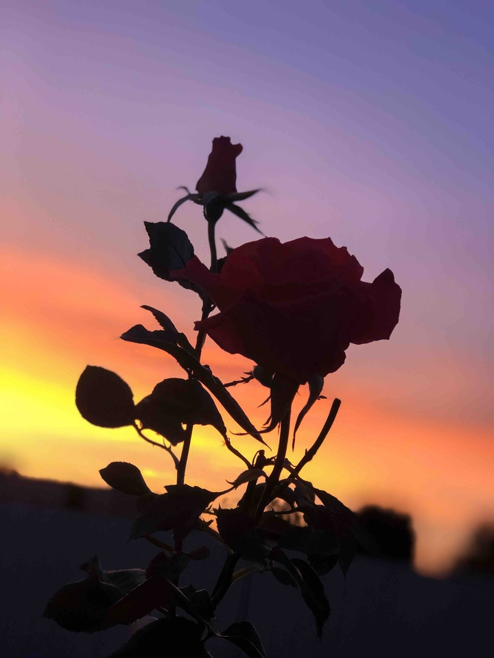 Rose and Sunset