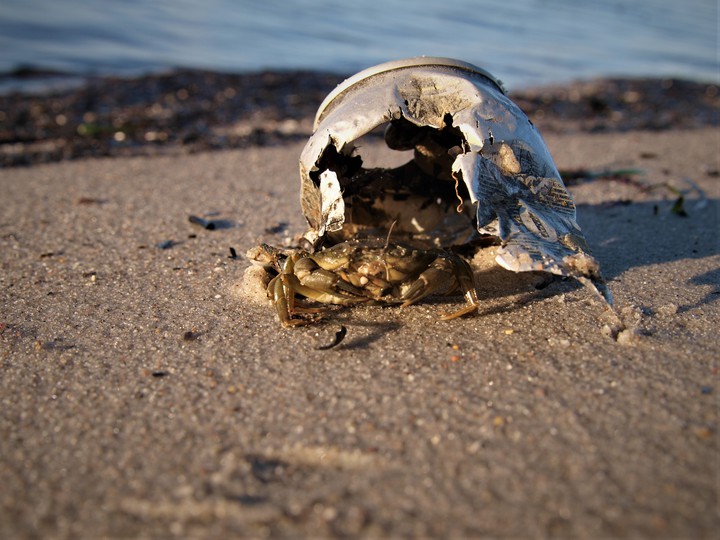 trash crab