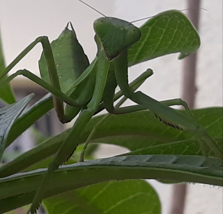 Camouflaged