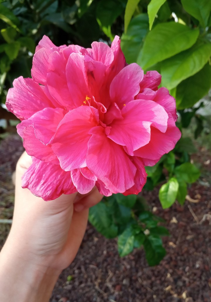 beauty