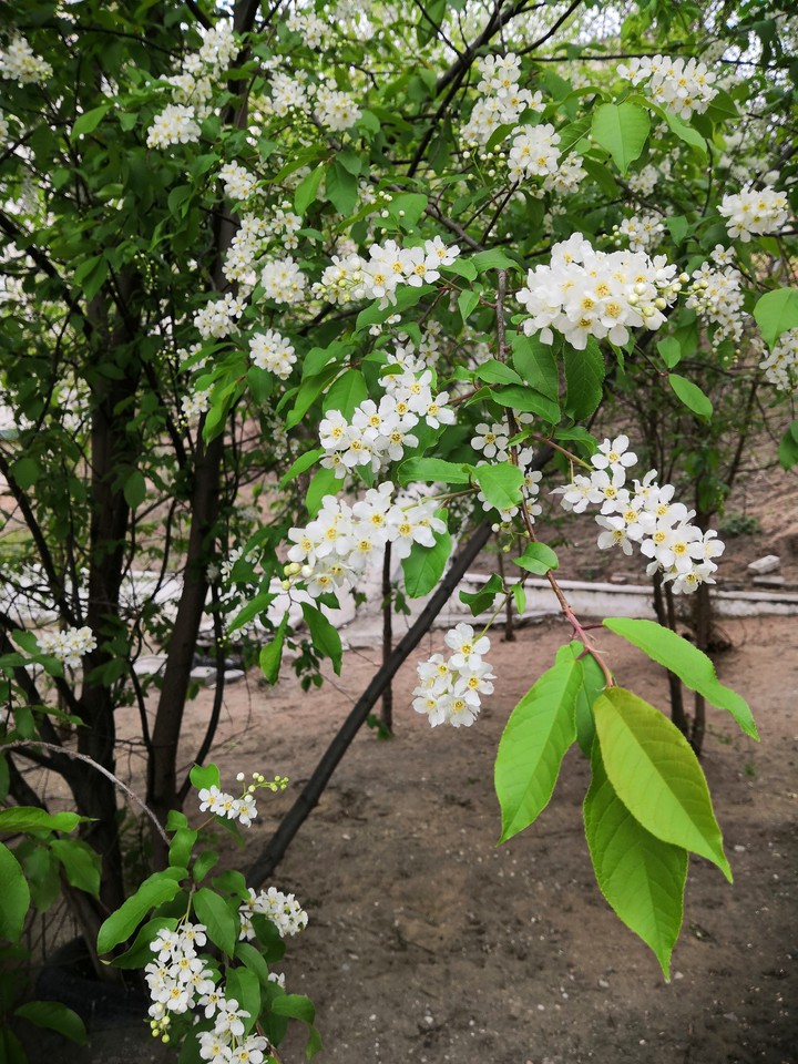 Bird cherry