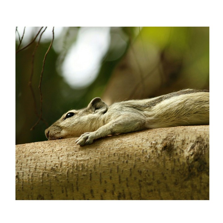 Indian squirrel.