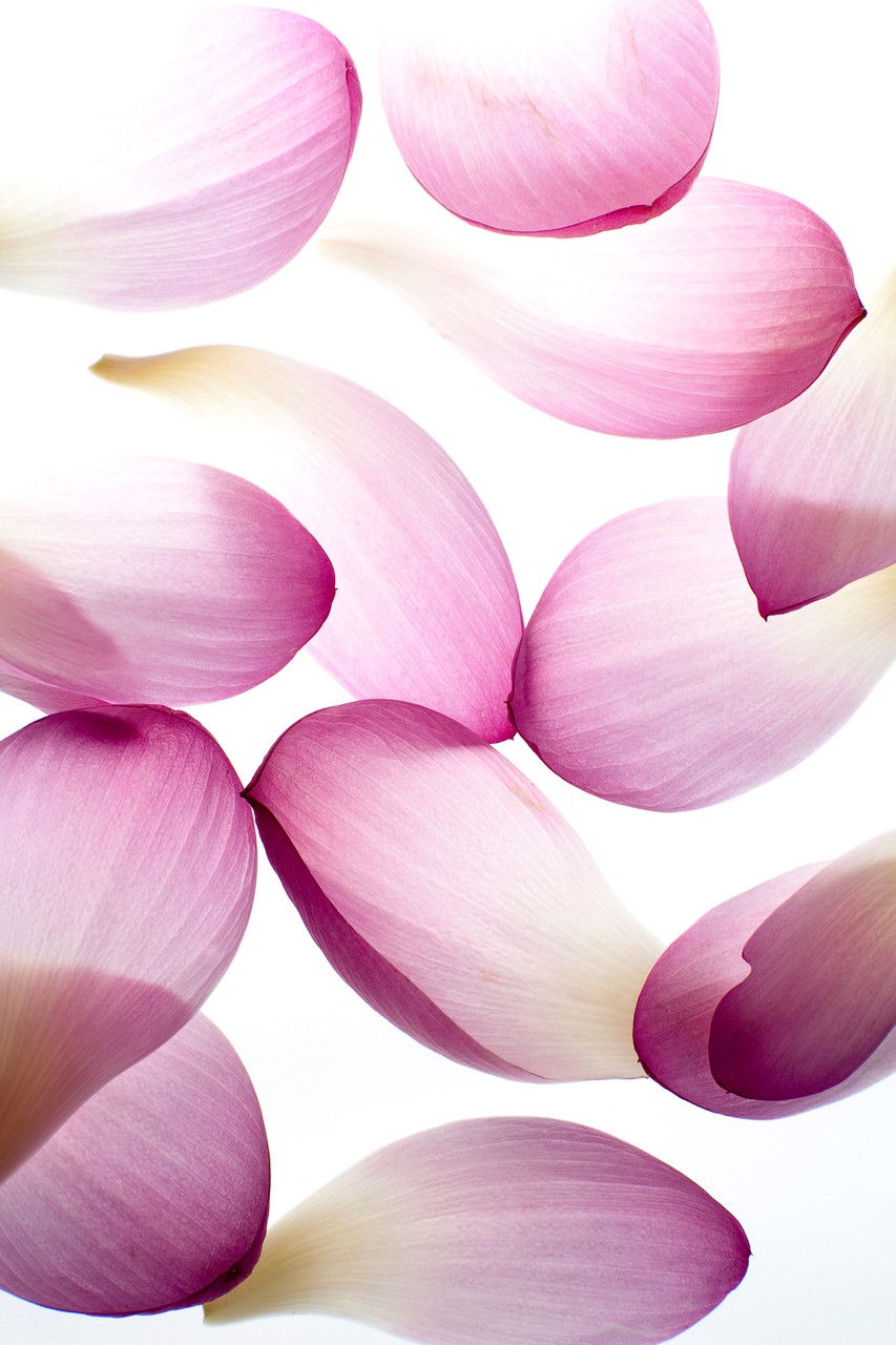 Pink Petal