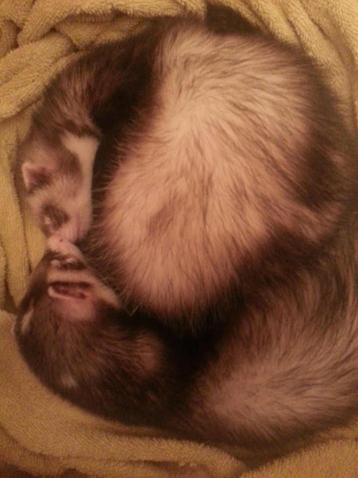 Sleeping ferrets