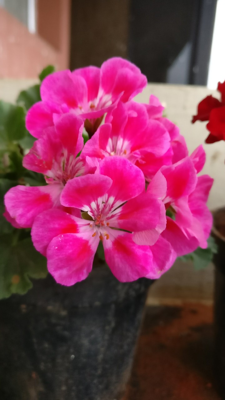 Flower power