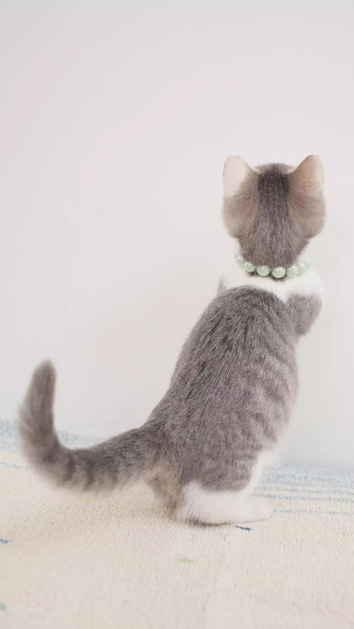 Cute cat!