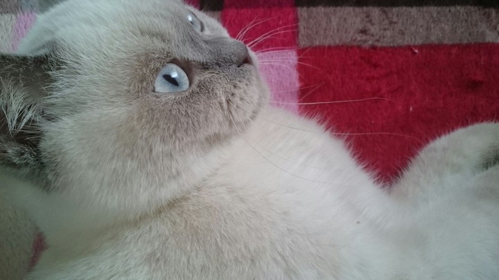 cat