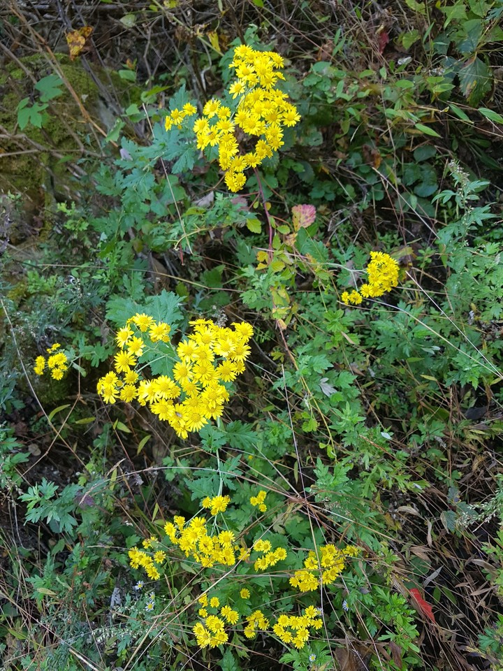 wild chrysanthemum
