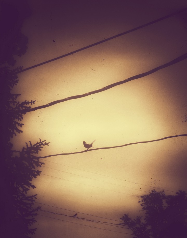 Robins on wire