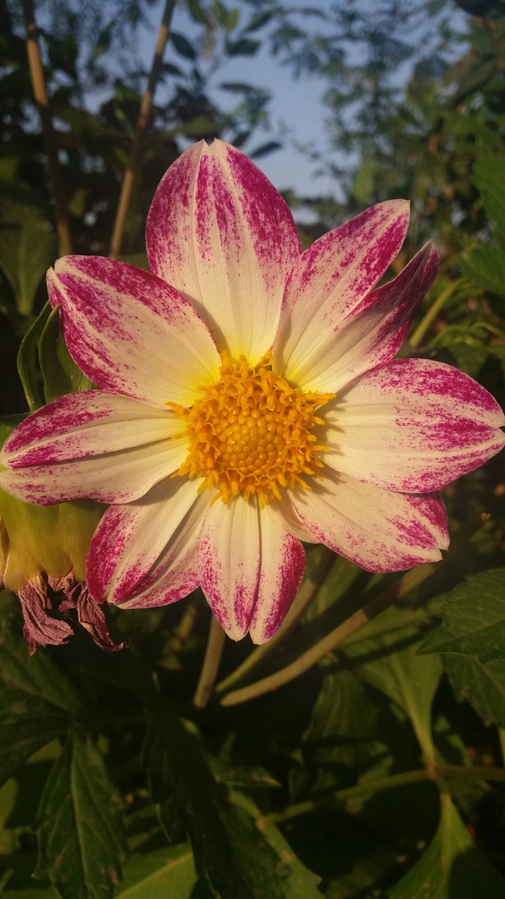 flower