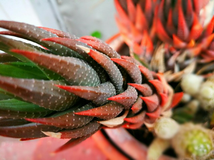 Beautiful Plant