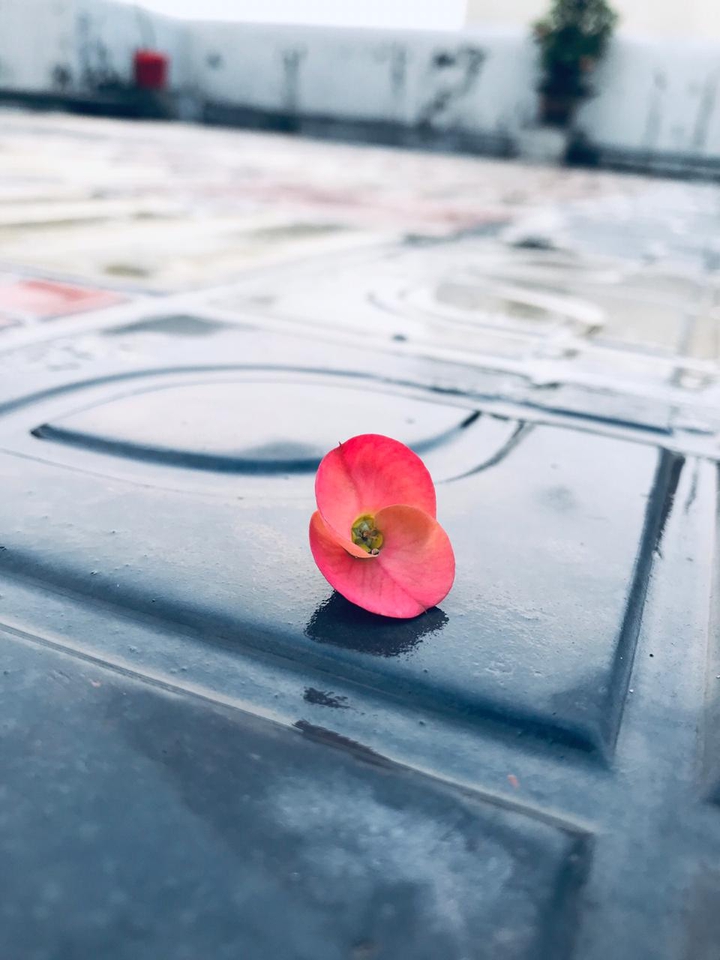 flower