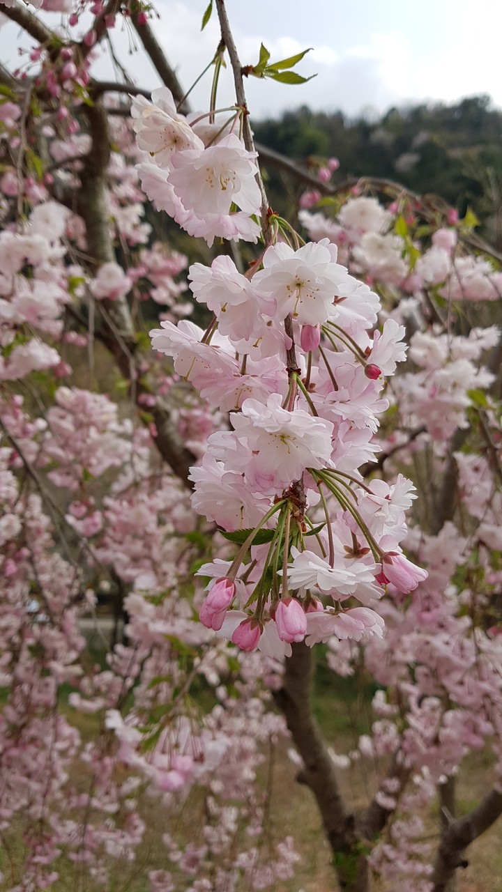 벚꽃