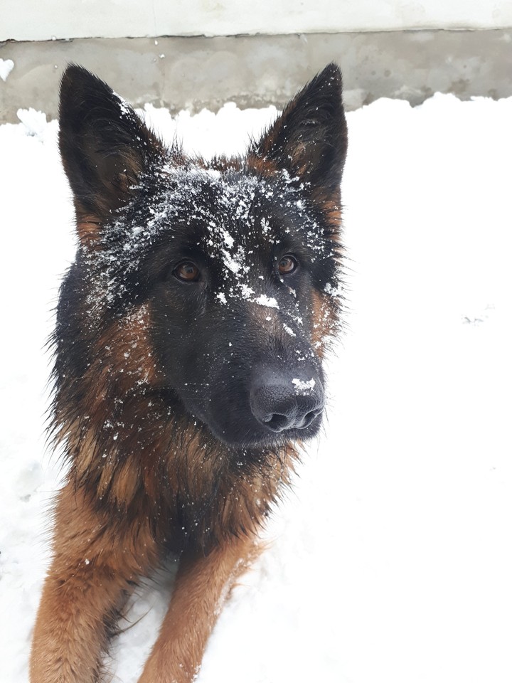snow dog