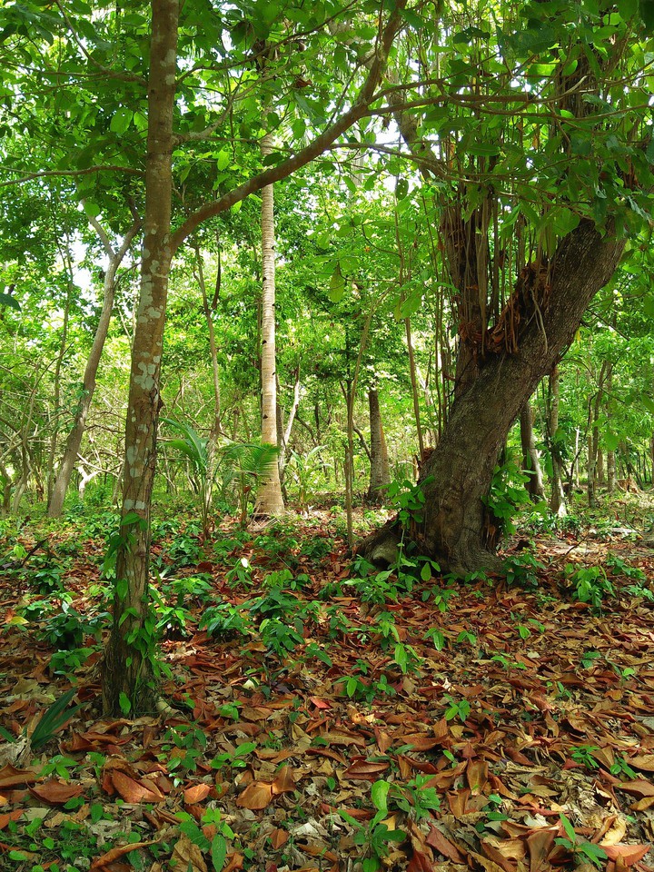 Woods