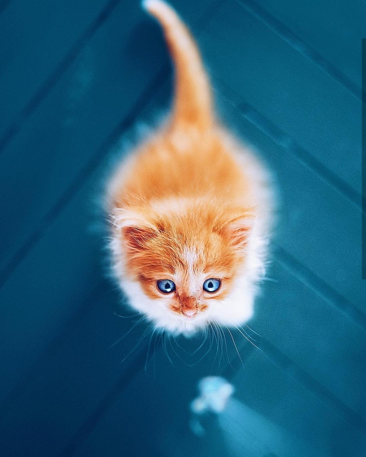 Cute cat