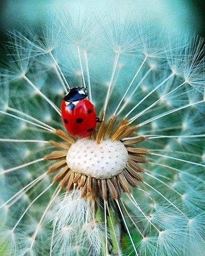 Coccinelle