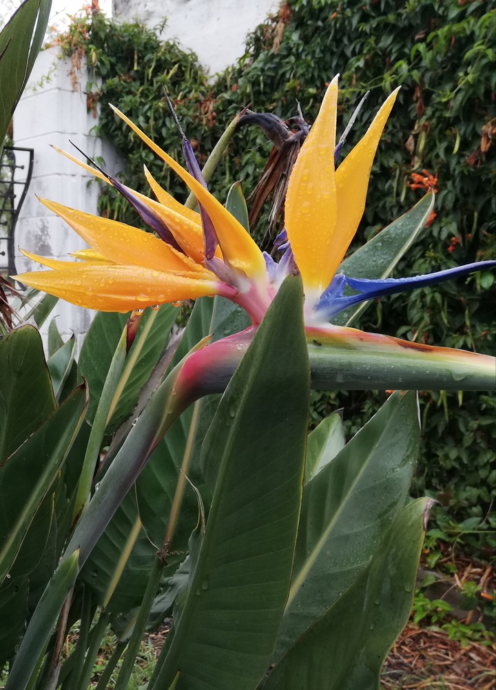 Strelitzia Reginae (Ave del Paraíso)